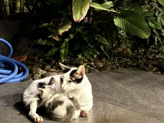 艾爾昂飯店優惠