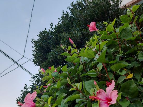 鳳凰公園飯店優惠