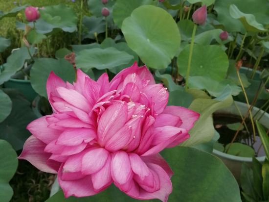 深圳維景酒店優惠