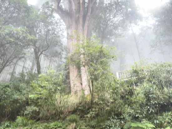 宜蘭大同棲蘭山莊（棲蘭森林遊樂區）優惠