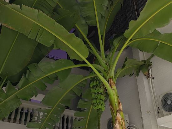 蕉葉民宿（三亞免税城店）優惠