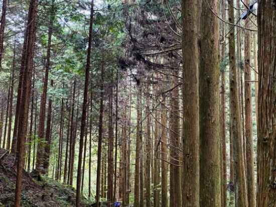 布耶那彼斯特飯店優惠