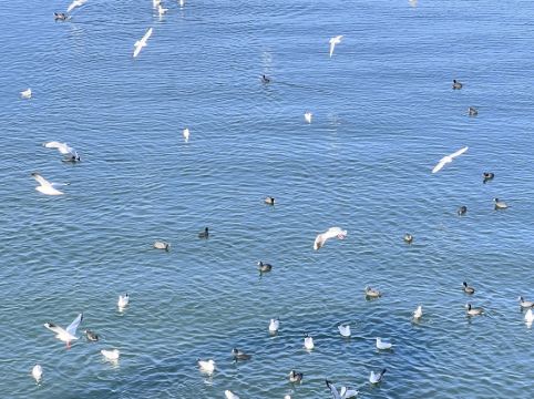 大理聽花島海景花園美宿優惠