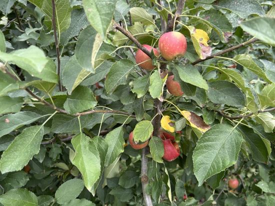 神戸ホテル　フルーツ・フラワー クーポン