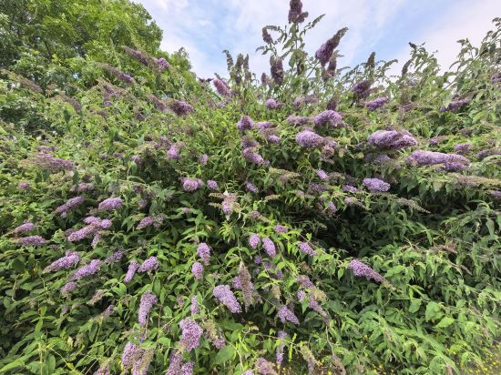 萬豪加帝夫度假酒店優惠