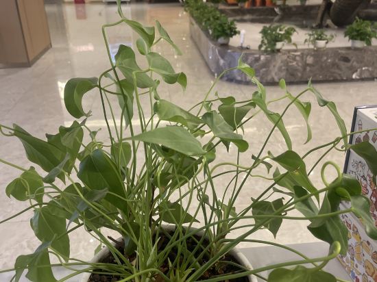 如時（潮娃）飯店（成都春熙路天府廣場地鐵站店）優惠