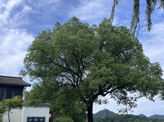 杭州西湖柳鶯裡飯店優惠
