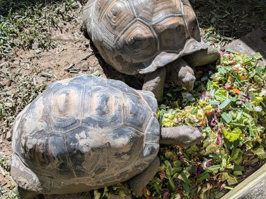 宿霧蒙特貝羅別墅飯店優惠
