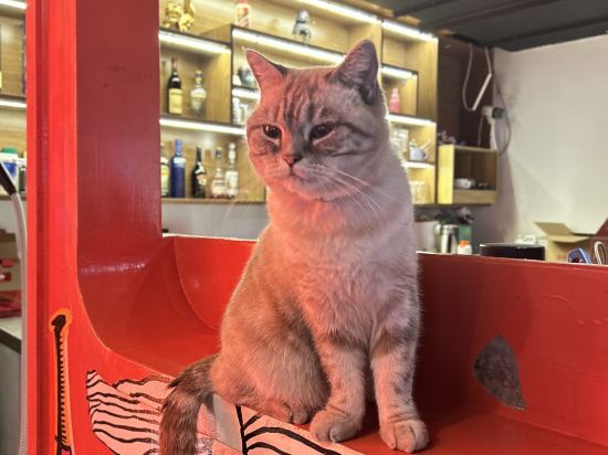 重慶吃山文化青年旅店優惠