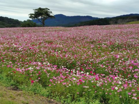 ラビスタ霧島ヒルズ クーポン