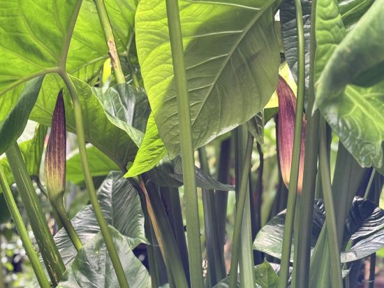 普布利卡埃羅特酒店，簽名收藏優惠