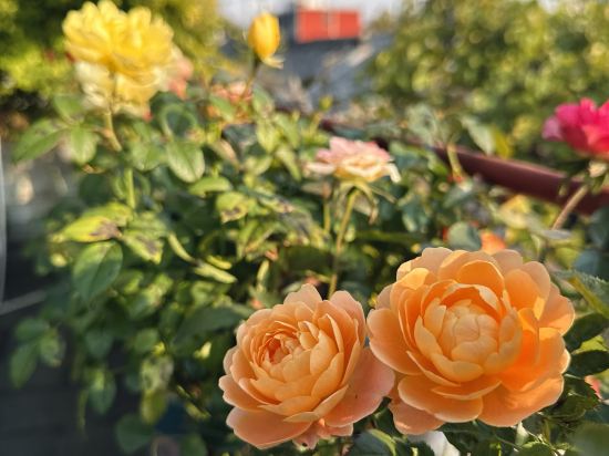 馨香雅苑四合院（北京天安門王府井店）優惠