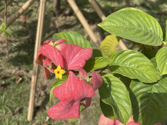 鉑爾登酒店國際店（南山深圳灣店）優惠