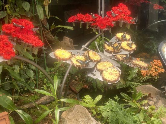 樟宜81酒店 （Staycation Approved）優惠