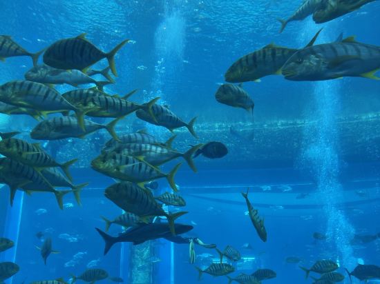 三亞亞特蘭蒂斯酒店優惠