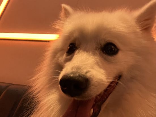 深圳福朋喜來登酒店優惠