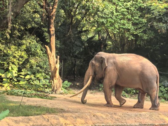 長隆香江酒店（廣州長隆野生動物世界店）優惠