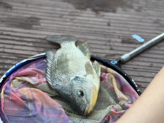 西雙版納稷澤萬達文華度假酒店優惠