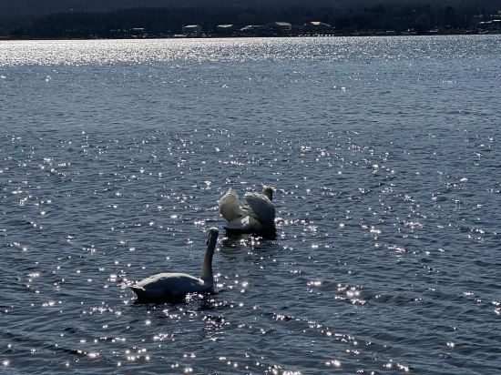 天然温泉　富嶽の湯　ドーミーイン三島 クーポン