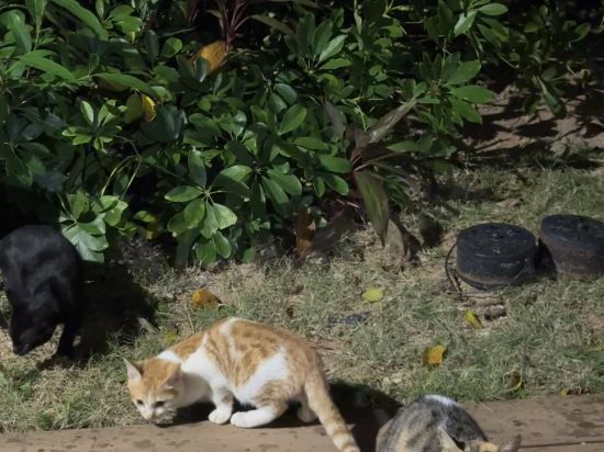 珠海橫琴星樂度露營小鎮優惠