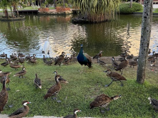 加勒比豪華公主海灘度假全包酒店優惠