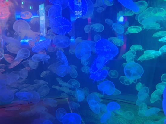 三亞金鳳凰海景飯店優惠