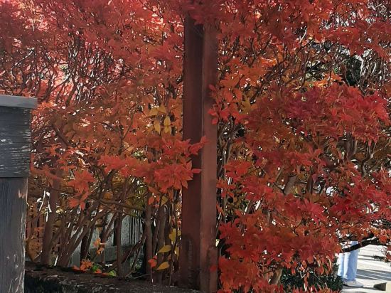 TRAD重播飯店優惠