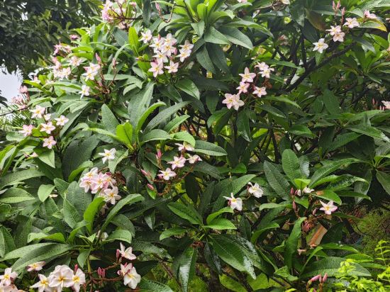 尖竹汶峯頂酒店優惠