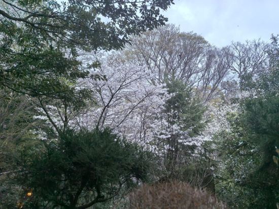 伊豆高原 城ケ崎温泉 花吹雪 クーポン