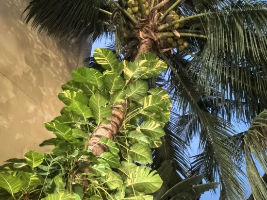 峇里島度假公寓優惠