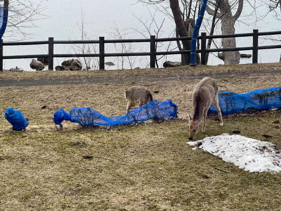 丸駒温泉旅館 クーポン