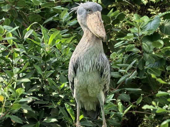 ホテルパールシティ神戸 クーポン