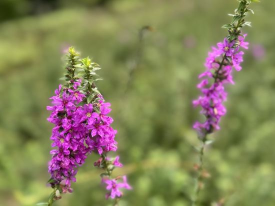 秧悦美地渡假酒店優惠