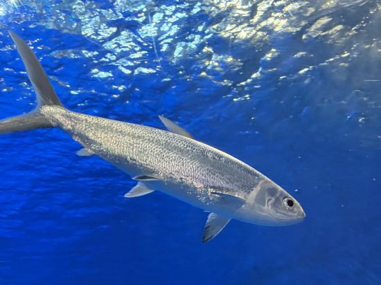 ホテルマイステイズ鹿児島天文館2番館 クーポン