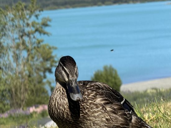 特卡波湖汽車旅館和假日公園優惠