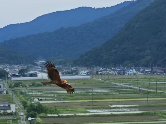 夢乃井 クーポン