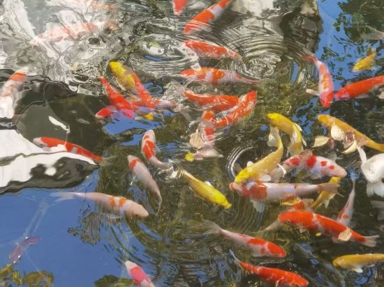 上海松江廣富林宰相府飯店優惠