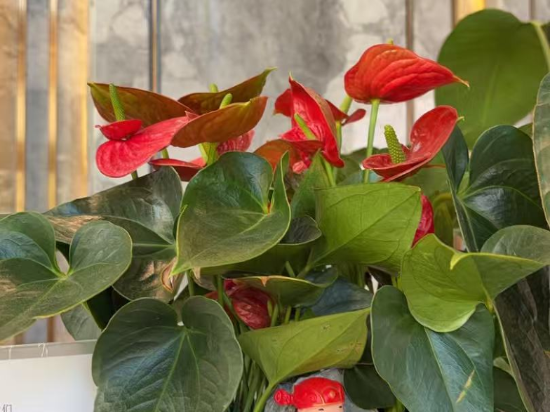 美豪麗致飯店（廣州東站店）優惠