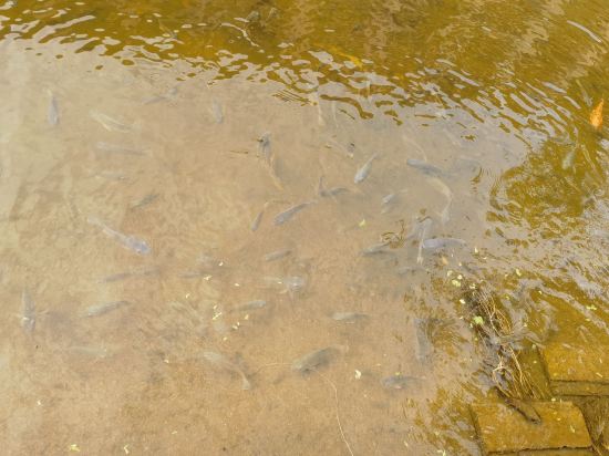 台山康橋温泉度假村優惠
