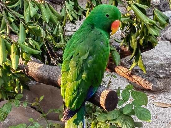 長隆香江酒店（廣州長隆野生動物世界店）優惠