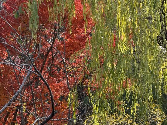 蘇州古運河英迪格酒店優惠