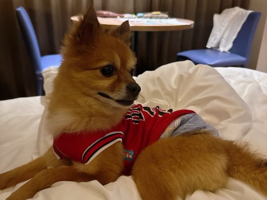 伊豆マリオットホテル修善寺 クーポン