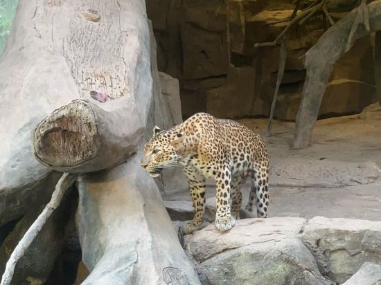 佛山順德長鹿度假村優惠