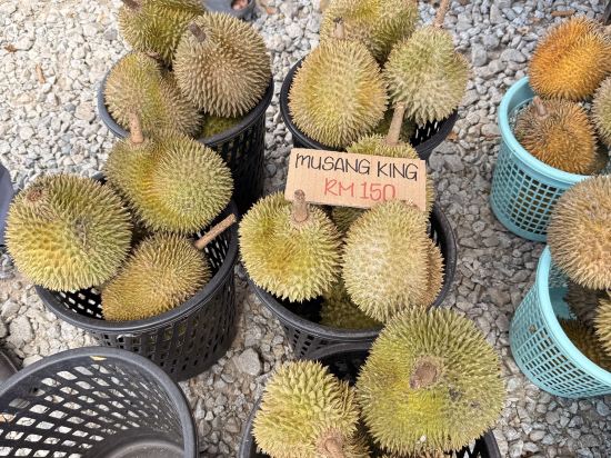 停泊島度假村優惠