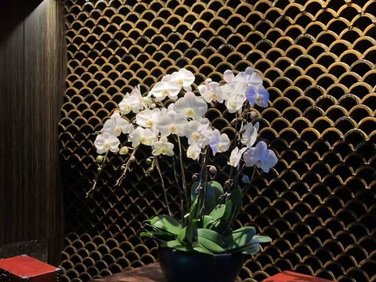 珠海鳳凰灣悦椿酒店優惠