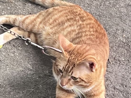 麗楓酒店（廣州高鐵南站會江地鐵站店）優惠