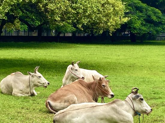 素萬那普威樂機場酒店優惠