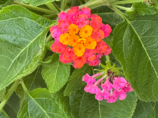 ホテルカクテルステイナハ クーポン