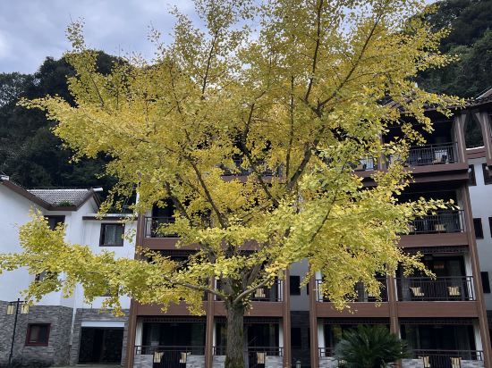 梵凈山棲溪度假飯店優惠