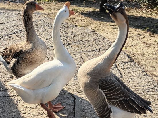 上海西郊賓館優惠